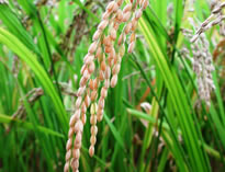 arroz